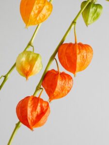 physalis - herftsbloemen