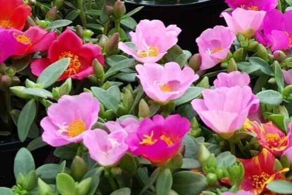 portulaca